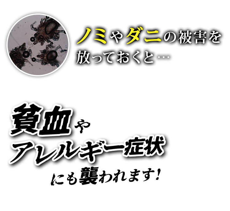 ノミやダニの被害を放っておくと…貧血やアレルギー症状にも襲われます！