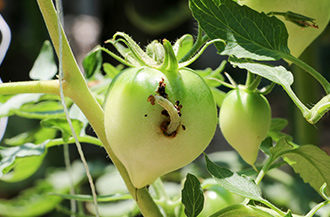 家庭菜園や食材が食べられている・害虫駆除